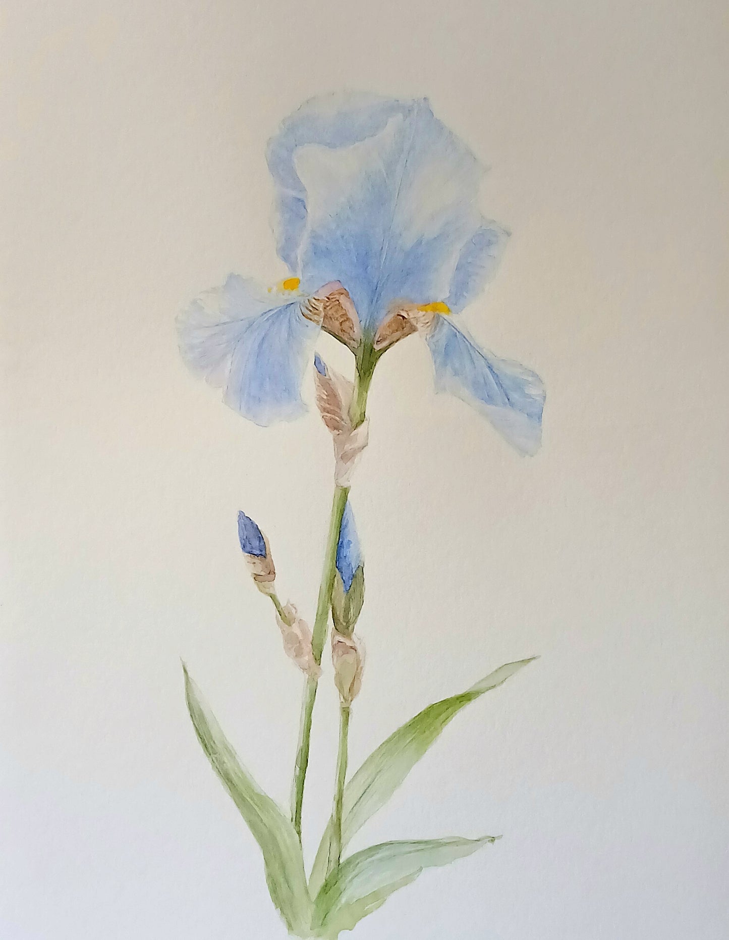 Iris Print