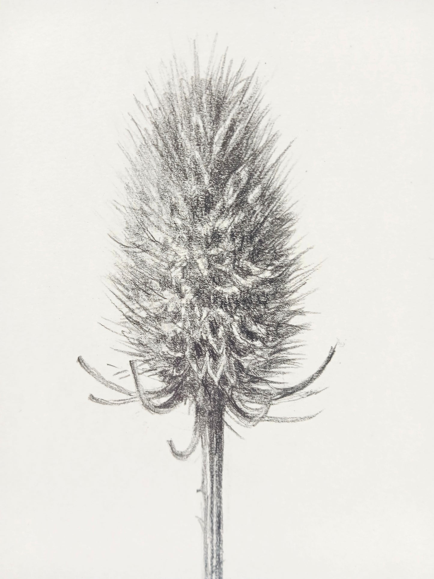 Teasel Drawing