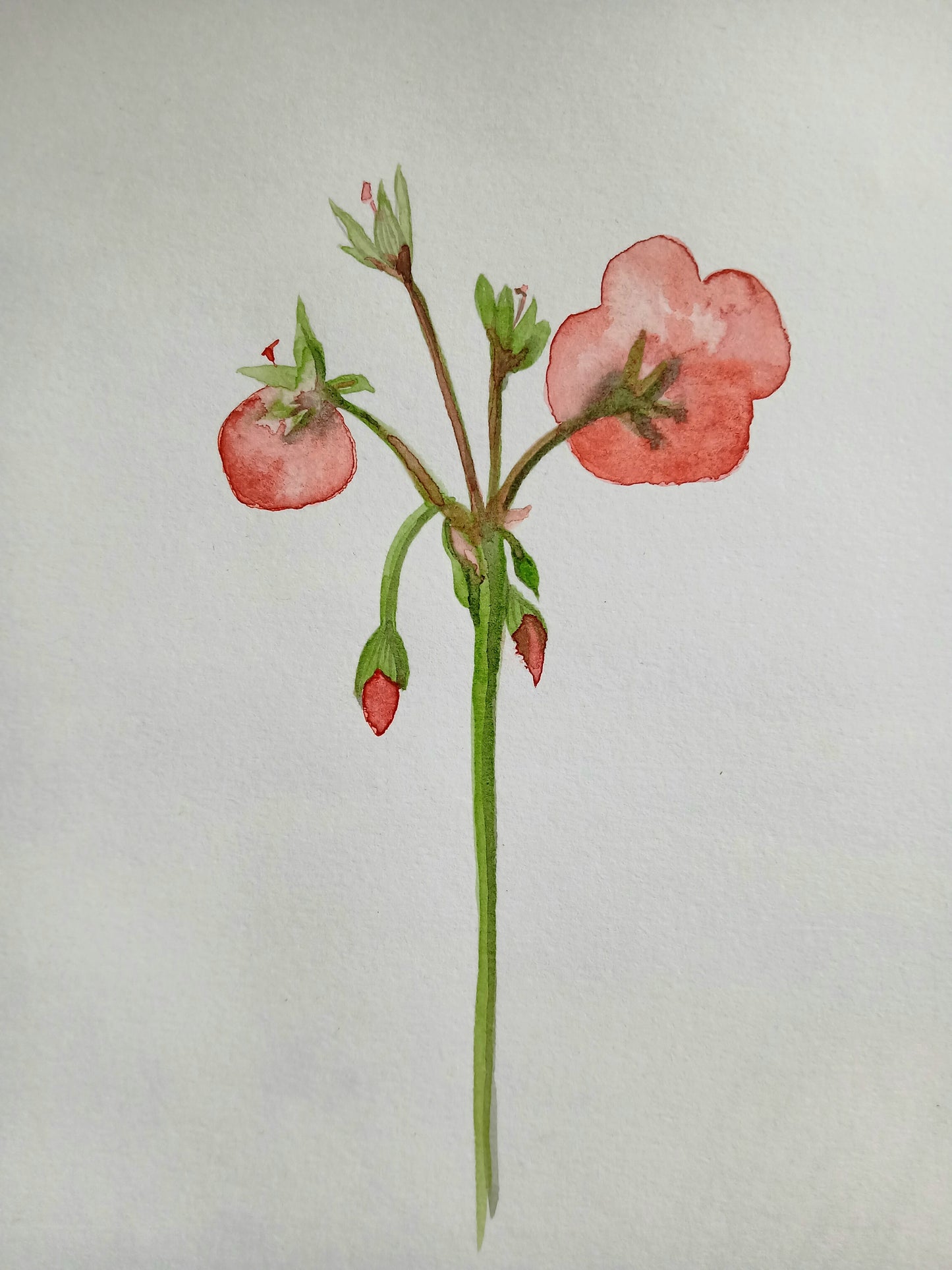 Geranium