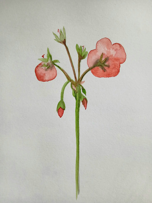 Geranium