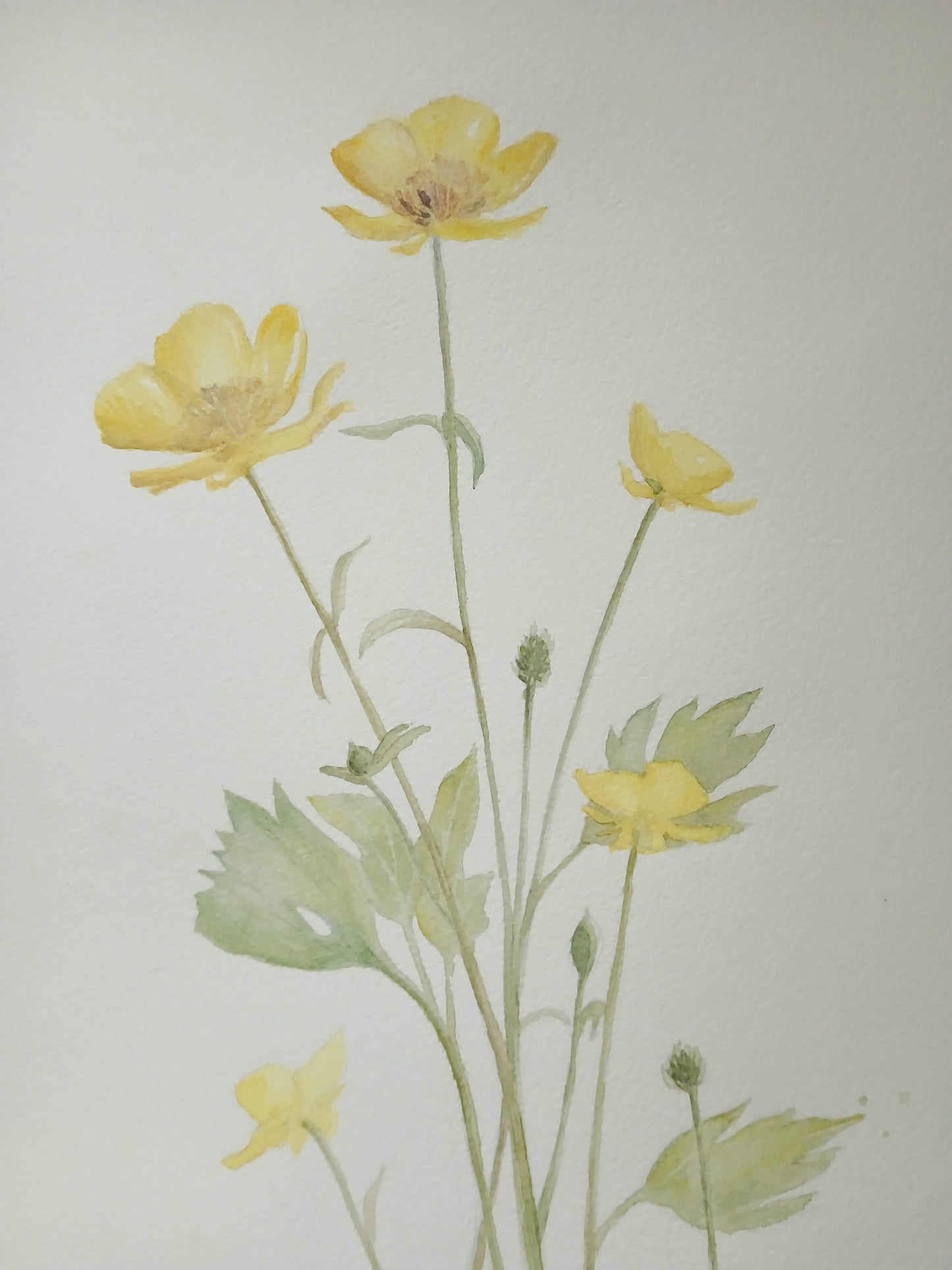 Buttercup Sketch