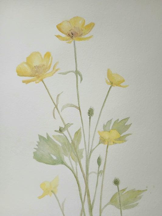 Buttercup Sketch