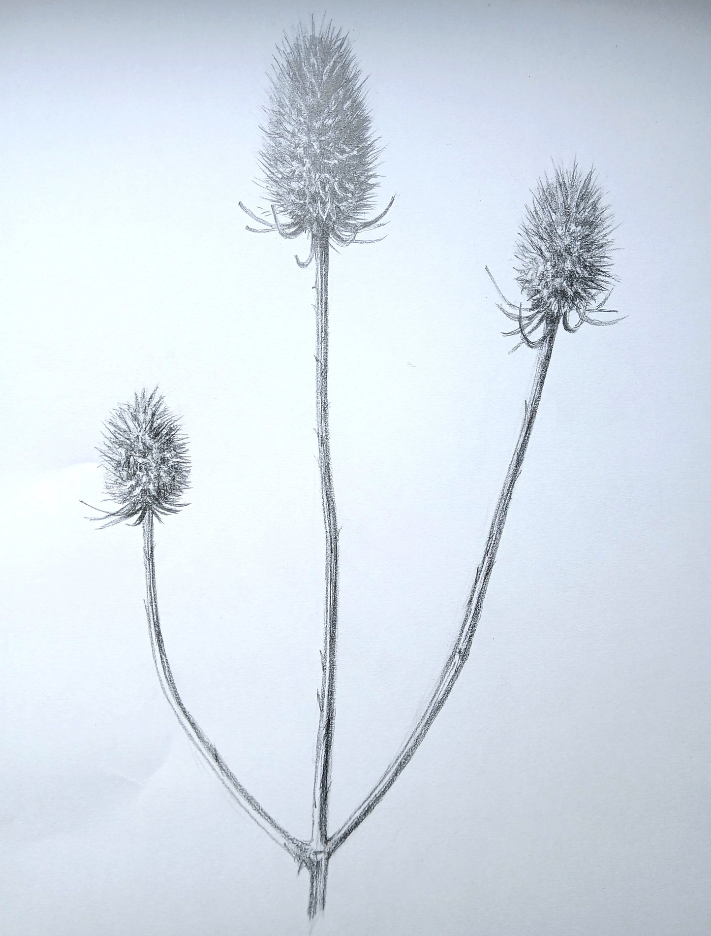 Teasel Drawing
